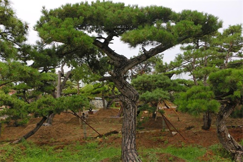 如何判斷造型松樹的健康狀況？